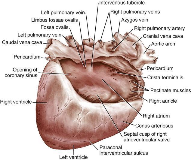 ATRIUM DEXTRUM SINUS VENARUM CAVARUM: tuberculum