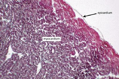 EPIKARDIUM PERICARDIUM SEROSUM: