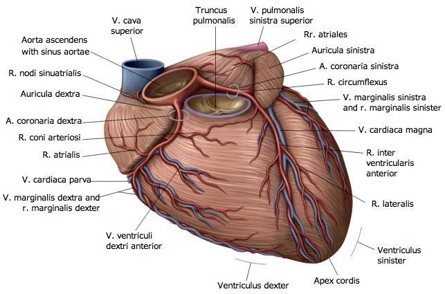 A SZĺV VÉNÁI (VENAE CORDIS) 3. V. CORDIS PARVA (V.