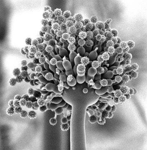 Penészgombák Aspergillus