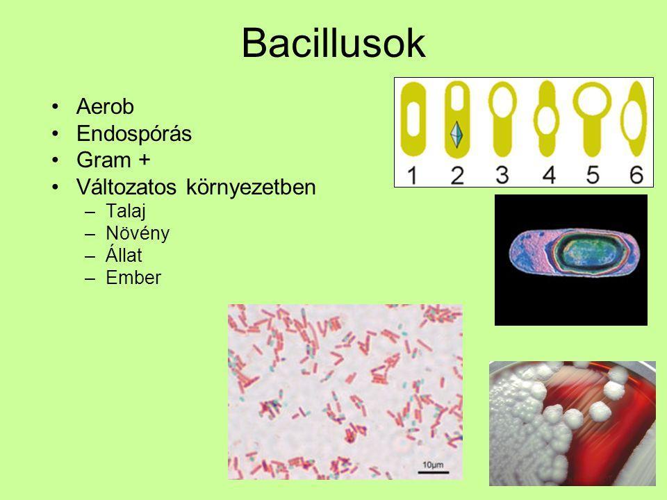 Endospórás baktériumok példa: (Kivéve