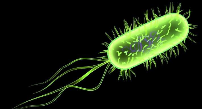 Baktériumok Escherichia coli Fakultatív anaerob, pálcika alakú baktérium. Általában peritrich csillós, de lehet csillótlan is.