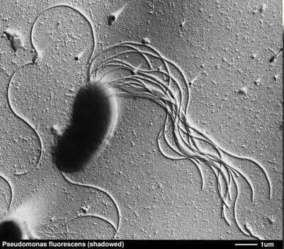 Baktériumok Pseudomonas fluorescens Nagyon változatos metabolizmussal rendelkező,