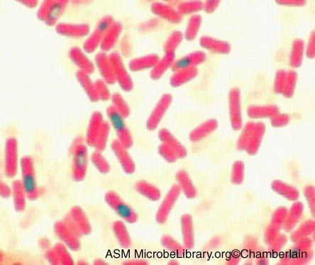 Baktériumok Bacillus subtilis Szénabacilus néven is ismert, a