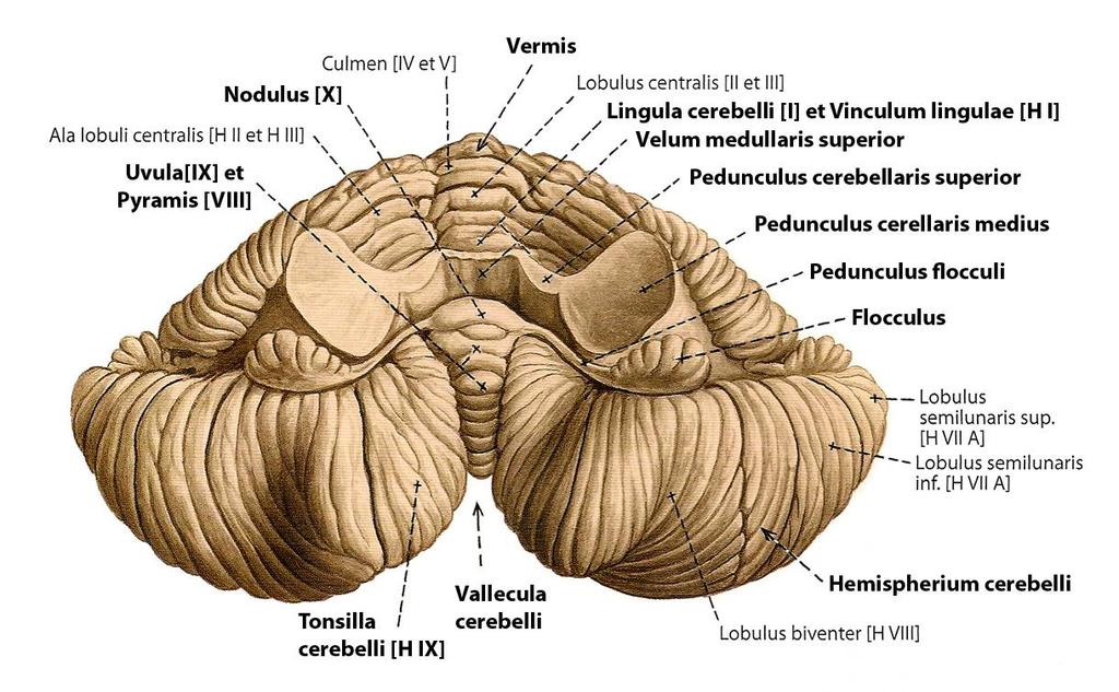 A cerebellum