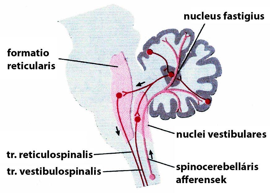 A spinocerebellum vermisből induló kimenetei (tr.