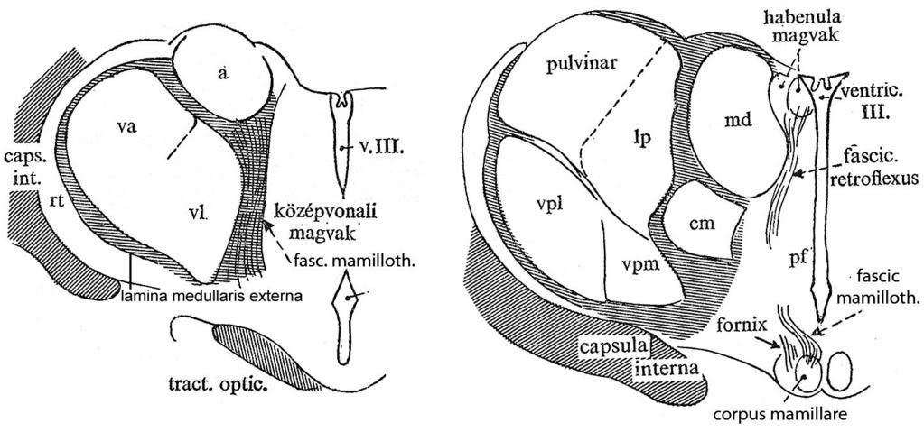 A thalamus frontális