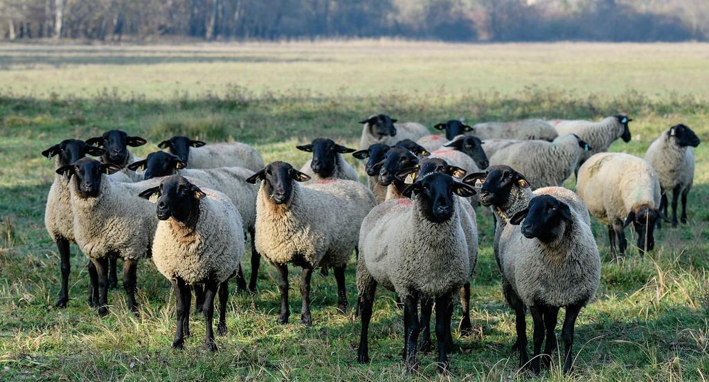 Változások Az ember azt gondolná, hogy egy ilyen kitüntető cím lendületet ad a gazdának, hatalmas terveken munkálkodik, állományt fejleszt, telepet bővít, korszerűsít.