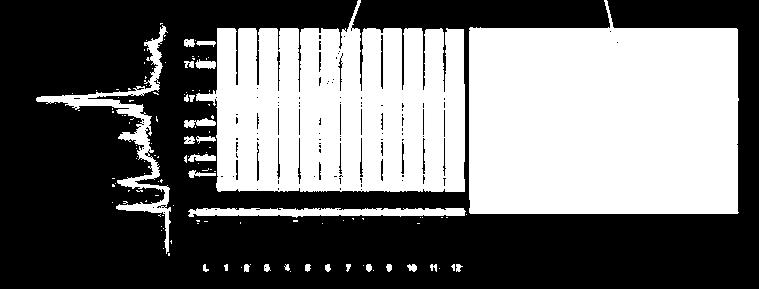 a klasszikus SDS-PAGE módszerrel