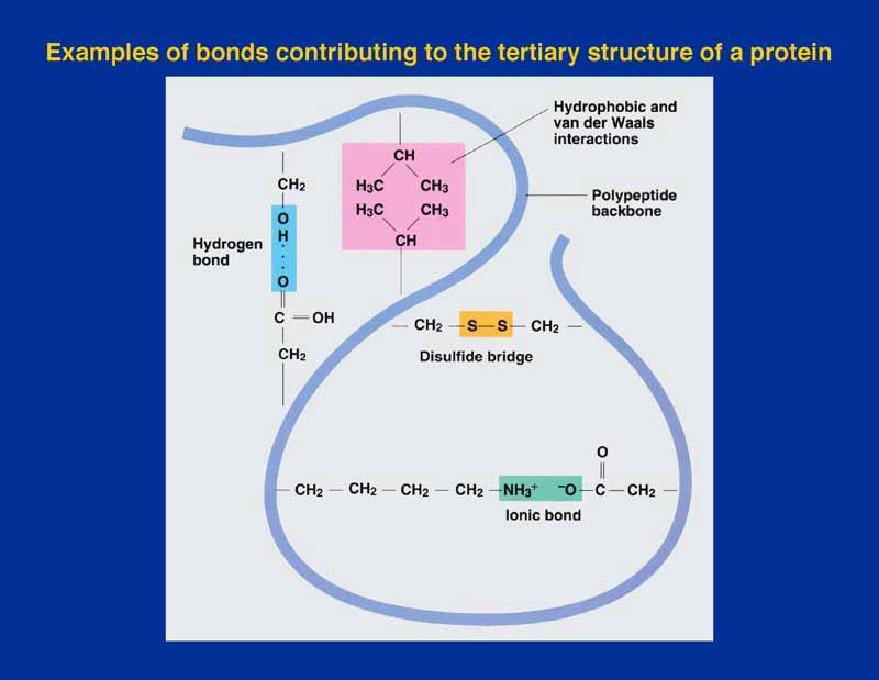 1. Kötéstípusok a fehérjékben Kovalens Nem kovalens Amid Diszulfid