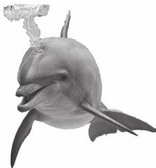 1 Játék játék a delfineknél akár más emlősöknél központi szerepet tölt be a közösség rétegződésében. Tüdőbe áramló levegő Hogyan adnak hangot?
