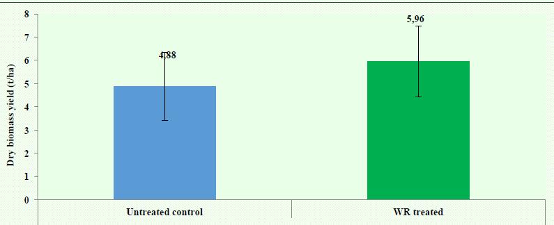 Száraz biomassza hozam WR nélkül és