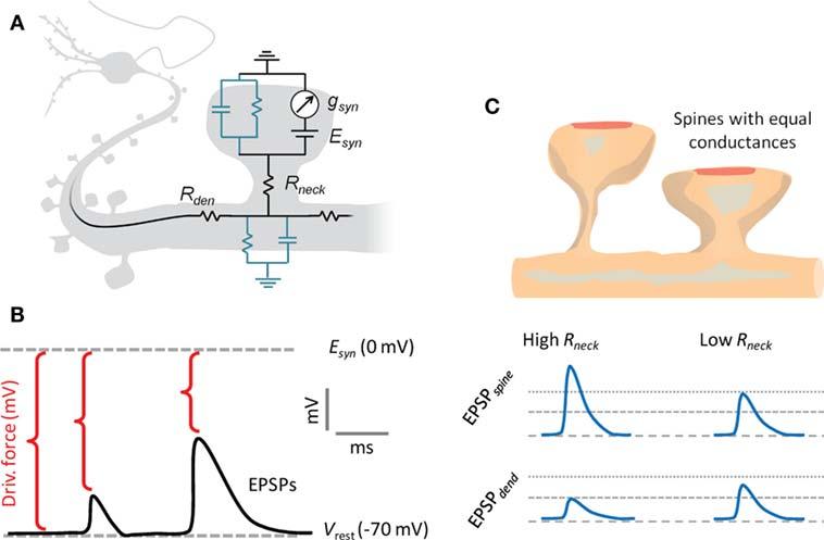 A dendrittüskék önálló microcomputerek Tønnesen et al, Front Psych, 2016 51 Szinaptikus