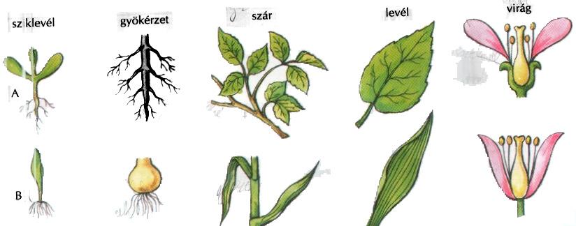 2. feladat A zárvatermők törzsébe tartozó növényeket két nagy csoportba osztjuk. Figyelje meg a képeket! Ha jól megnézte a képeket, akkor töltse ki a következő táblázatot!
