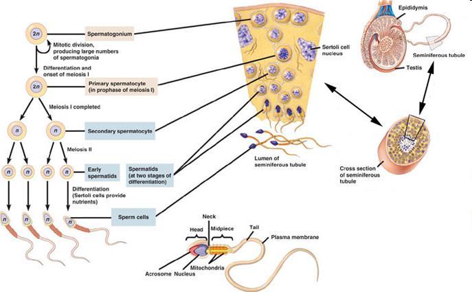 Spermatogenesis spermatogonium primer spermatocyta secunder spermatocyta spermatidák Herecsatornácska lumene spermiumok 74 nap 20-60.