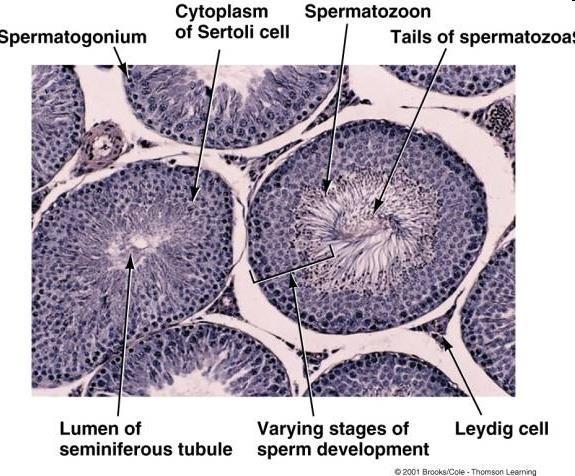 Leydig-féle interstitialis sejtekben (5-12%) hormontermelés Tesztoszteron, 5α-DHT, androszteron, androsztendion, progeszteron,