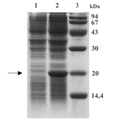 az expresszáltatott fehérje mennyisége, s ez segíthet az inclusion body -k képződésének elkerülésében. A ters gén ppp352 vektorba történt klónozásának eredményeként jött létre a ppag111.