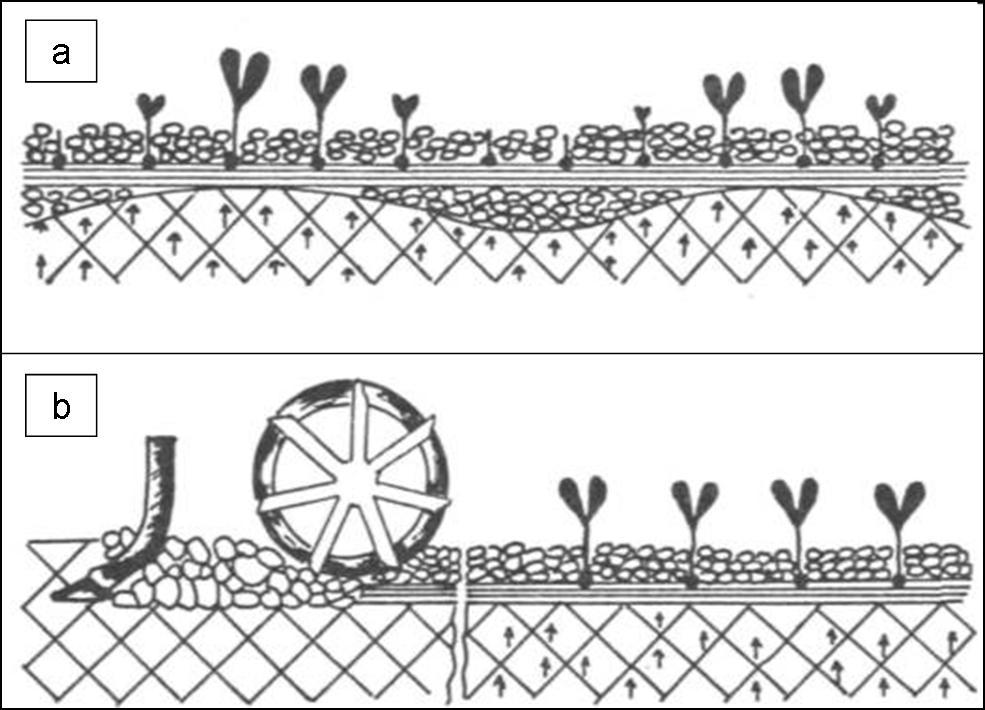 5. ábra. Egyenetlen magágy mélység és kelés (a) és egyenletes (b). A kelés előtti talajápolás feladata a csírázás és kelés elősegítése.