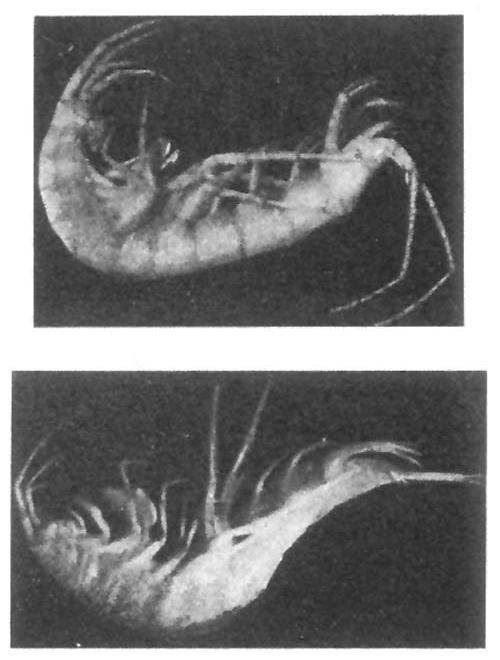 38. kép. Niphargus aggtelekiensis Dudich. 2.5, ill.