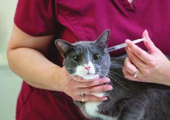 dugattyú Gyógyszeres fülcseppek alkalmazása macskáknál