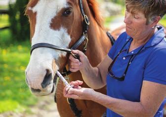 Alkalmazások Ló Féregtelenítők és egyéb gyógyszerek beadása lovaknak.