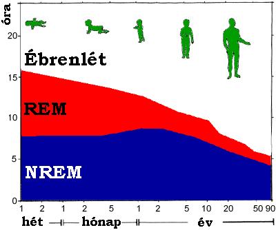 Alvásstádiumok arányának változása az