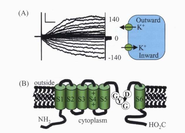 Töltésfüggő K-csatornák A: az egész sejt kifelé- és befelé irányuló K + mozgása, a membrán