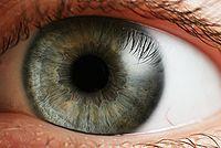Emberi látás Szemgolyó elején az optika van, hátul az érzékelők. Pupilla: a bejutó fény mennyiségét szabályozza.