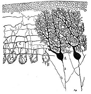 http://nobelprize.org/medicine/articles/cajal/ 271/370 Történeti áttekintő I Neuron 11 Ramon y Cajal Nobel díj 1906 NHk Történelem Perceptron Lin.