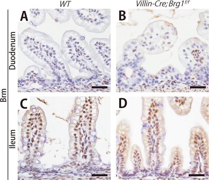 Fig.S6. Brm expression pattern in the murine intestine.