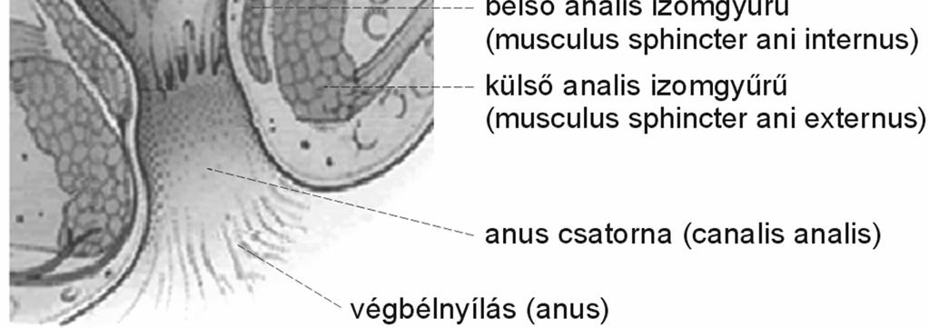 A megfelelő vérátáramlás biztosítja a kellően gyors hatóanyag-felszívódást (im).