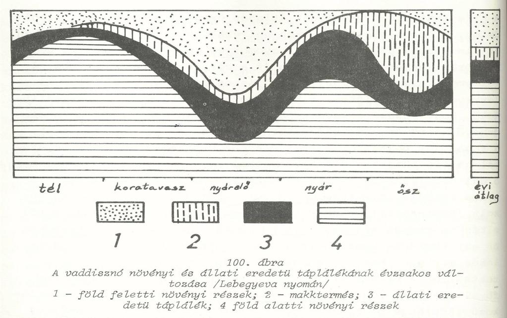 Vaddisznó