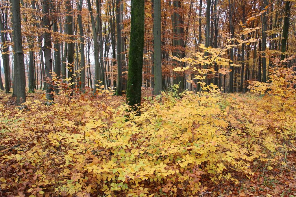 A természetes újulatra alapoznak Az erdészet feltártságának része az iparvasút is, mely napjainkban turisztikai feladatokat is ellát.