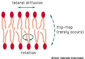 Mozgás a membránon belül A lipidek a membránon belül a fehérjék segítségével