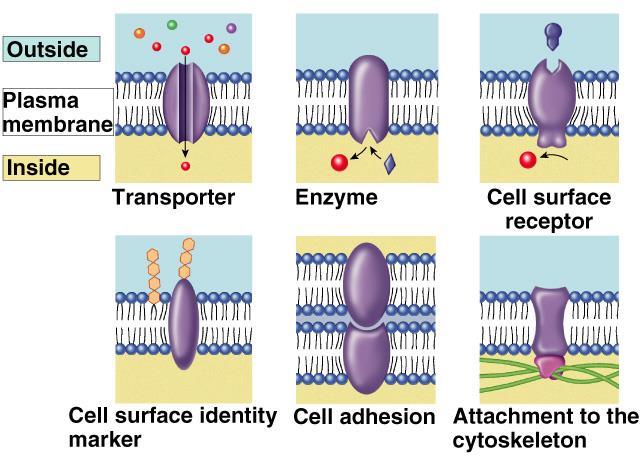 A plazmamembrán fehérjék sokrétű