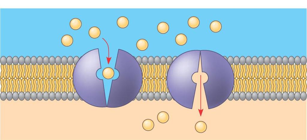 1. carrier protein Carrier protein Solute A carrier protein alternates between two conformations, moving a solute across the membrane as the shape of