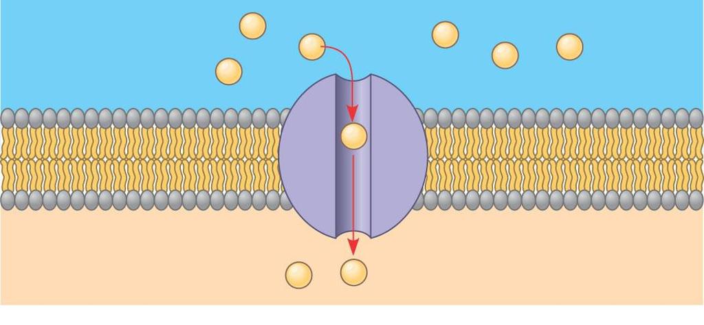 2. channel protein EXTRACELLULAR FLUID Channel protein Solute CYTOPLASM (a) A channel