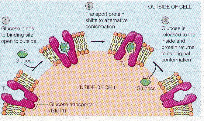 Példa1: Glükóz transzporter 1 GluT1 (carrier-vezérelt facilitált