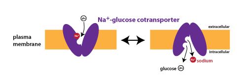 Példa2: Na-glükóz kotranszport (carrier-vezérelt facilitált diffúzió-synport) Nagyrészt Na + és más töltött vagy semleges molekula Irány: extracelluláris térből a