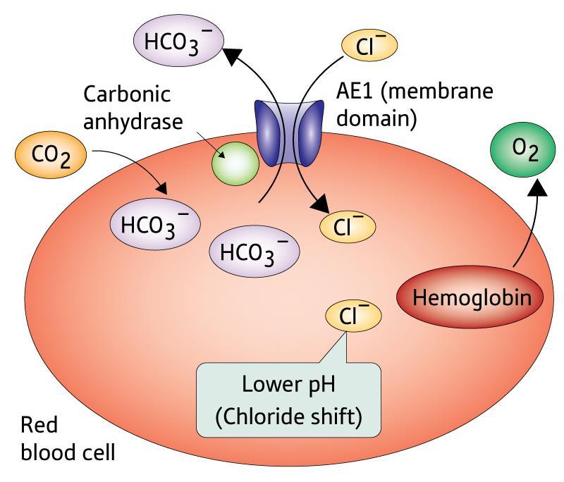 Példa3: Anionkicserélő fehérje 1 (AE1) (carrier-vezérelt facilitált diffúzió-antiport) A szövetek kapillárisainak területén: CO 2 : szabadon bediffundál a VVT-be A szénsav-anhidráz