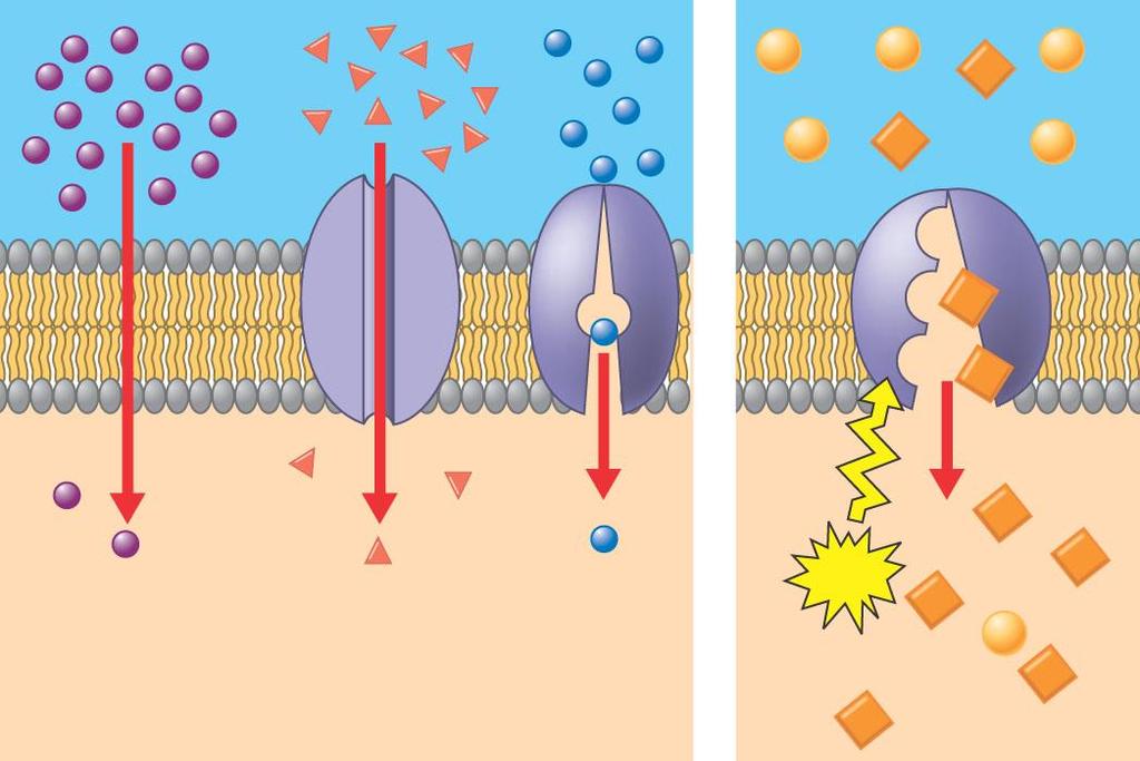 Passzív transzport Aktív transzport Egyszerű diffúzió Nincs fehérje Magasabbtól alacsonyabb Koncentráció felé Kedvező Facilitált diffúzió channel