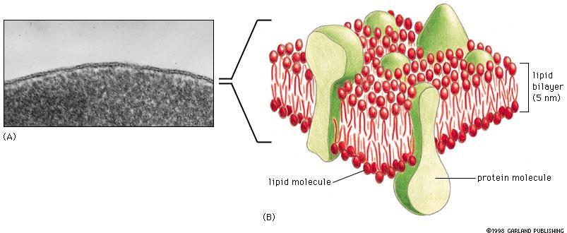 Általános szerkezet Lipid