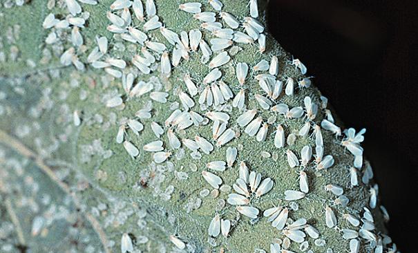 Naturalis Biológiai rovarölő szer a molytetvek és takácsatkák ellen Beauveria bassiana hatóanyagú biológiai rovarölő szer. Megbízható védelem a rezisztencia és a szermaradék veszélye nélkül.