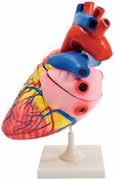 ÓRIÁSI SZÍV MODELL A szív részletes modellje kb. 4-szeres nagyításban.
