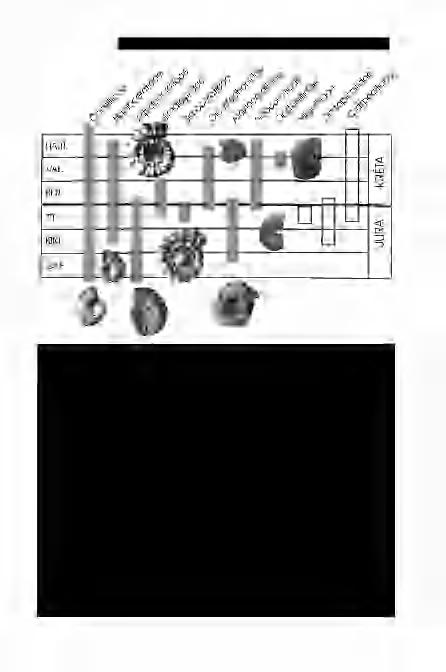FŐZY I.: Mi történt az ammoniteszekkel a jura/kréta határon? 387 1. ábra. A jura/kréta határ közeléből ismeretes Ammonitina családok rétegtani elterjedése.
