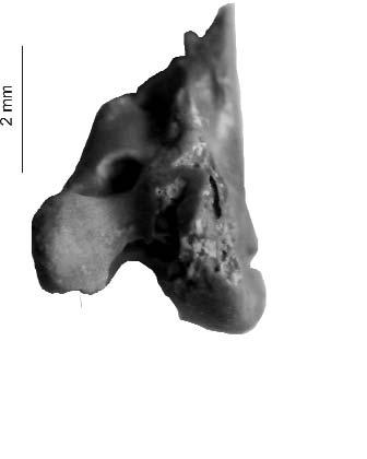 74 KESSLER Jenő, HÍR János: Észak-Magyarország madárvilága a miocénben. I. rész 3. ábra. Rallicrex litkensis n. sp. bal oldali lábszárcsont disztális része (P 2010.3) Craniális nézet Figure 3.