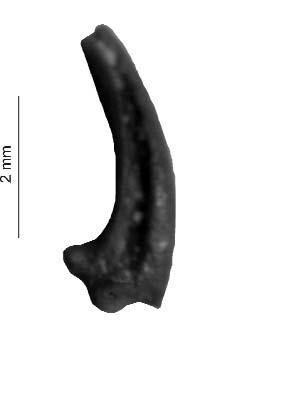 Rallicrex litkensis n. sp. distal part of left ulna (P 2010.14/1.) 4. ábra. Rallicrex litkensis n. sp. karomcsont (P 2010.27). Figure 4. Rallicrex litkensis n. sp. phalanx ungularis (P 2010.