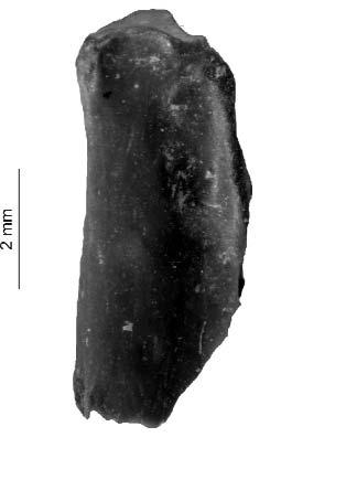 Az új fajnál ezek a méretek beillenek a mérethatárok közé. A Mátraszőlős 1 anyag előzőleg a R. polgardiensis-hez lett sorolva (KESSLER 2009b), de kora az új fajénak megfelelő.