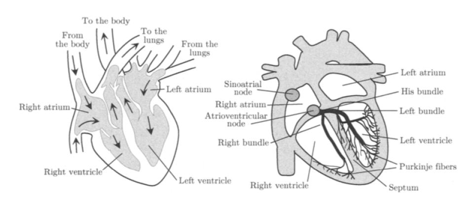 3.2 ECG Electrocardiogram The right bundle branch conducts the wave of depolarization to the right ventricle, whereas the left bundle branch divides into anterior and posterior fascicles that conduct