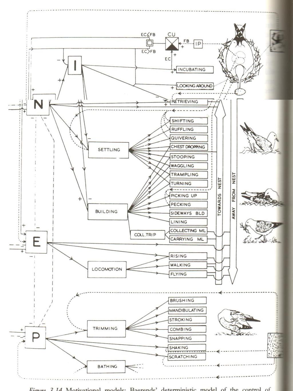 Determinisztikus modell aktiváció Baerends (1970) sirály költésmodellje Környezeti kontroll Hierarchikus